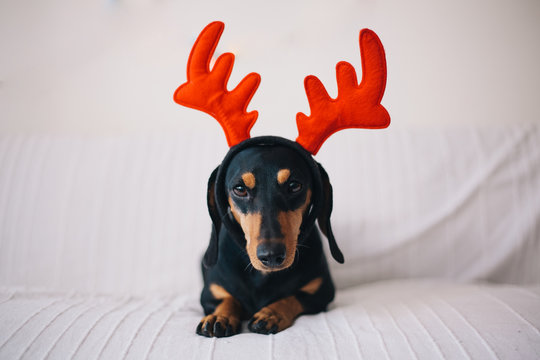 Adorable black dog wearing reindeer horns