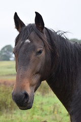 Obraz premium Dark horse animal portrait