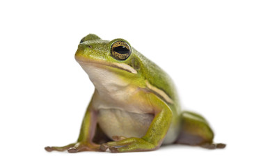 Green frog, isolated on white