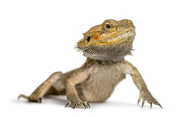 Bearded dragon, isolated on white