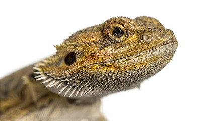 Close-up of a bearded dragon, isolated on white