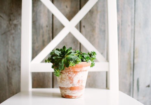 A Succulent In A Vintage Pot On A Chair.