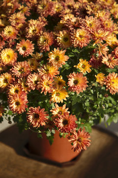 plant in a pot with orange flowers