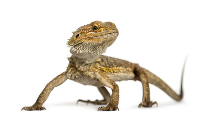 Obraz premium Bearded dragon standing, isolated on white