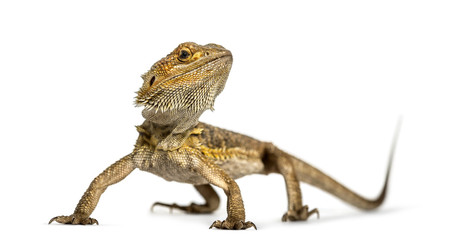 Fototapeta premium Bearded dragon standing, isolated on white