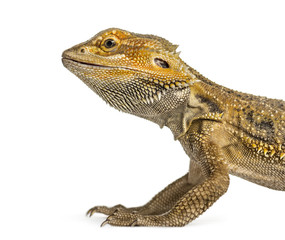 Fototapeta premium Side close-up of a bearded dragon, isolated on white
