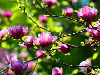 The pink magnolia blooming