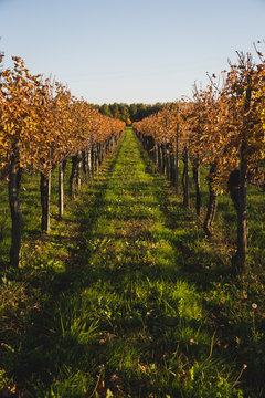 vineyards in autumn