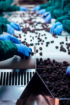 Process of producing frozen fruits. Work on assembly line.