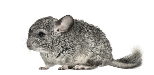 Grey chinchilla standing, isolated on white