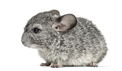 Grey chinchilla standing, isolated on white