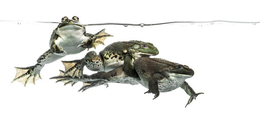 Three frogs under clear water, isolated on white