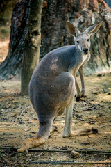 Kangaroo