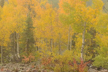 Foggy Fall Colors