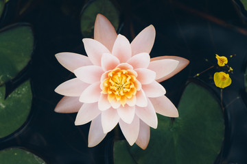 lotus in pond
