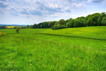 Wiesenlandschaft im Sommer