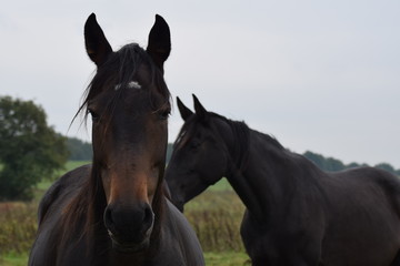 Fototapeta na wymiar Dark horse animal portrait