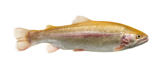 Albinos rainbow trout swimming, isolated on white