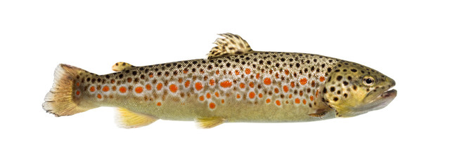 Brown trout swimming, isolated on white