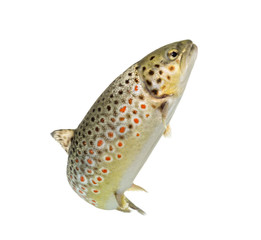 Brown trout swimming, isolated on white