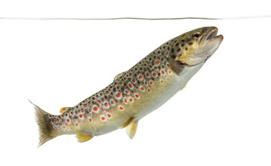 Naklejka premium Brown trout swimming under water line, isolated on white
