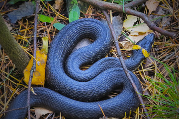  snake in the autumn forest