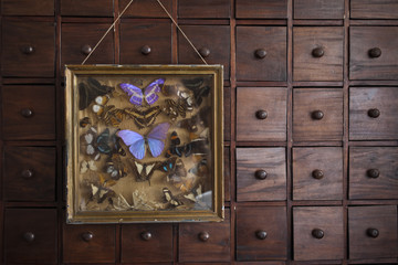 Butterfly Collection