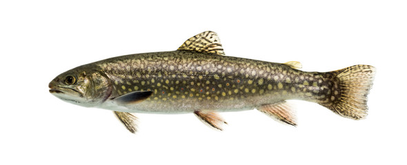 Brook trout swimming, isolated on white