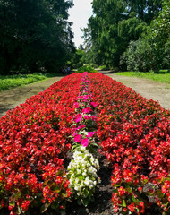 Park path with red flowers in center