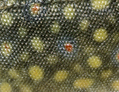 Brook Scale Brook Trout Scales Images – Browse 223 Stock Photos, Vectors, and Video ...