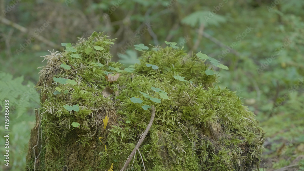 Poster old stump in the forest covered with moss with large roots. moss on stump in the forest