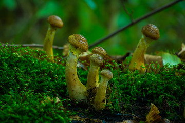 Hallimasch Pilze Sammeln