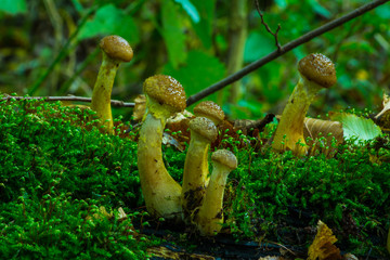 Hallimasch Pilze Sammeln