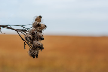 Branch of dry burdock with seeds