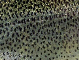 Close-up of rainbow trout scales © Eric Isselée
