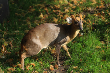 Reeves's muntjac (Muntiacus reevesi)