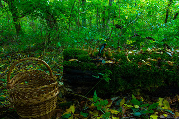 Hallimasch Pilze Sammeln