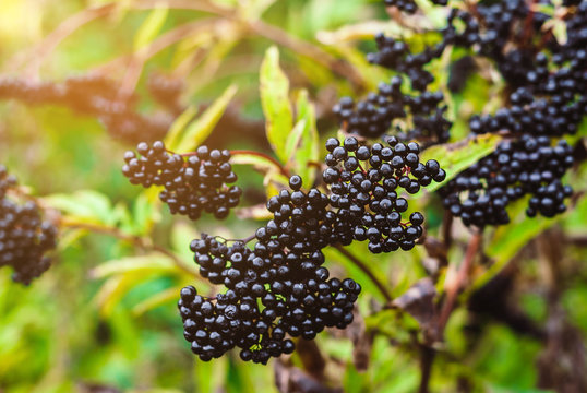 Elderberry black berries in the woods. Autumn