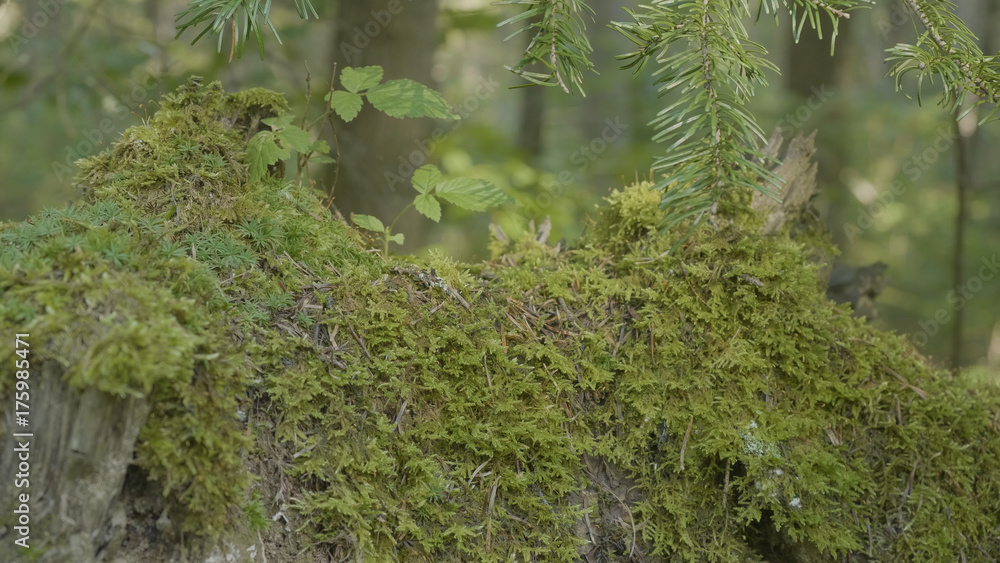 Poster old stump in the forest covered with moss with large roots. moss on stump in the forest