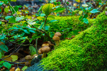 Hallimasch Pilze Sammeln