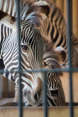 Zebras eating behind bars