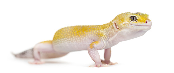 Yellow gecko standing, isolated on white
