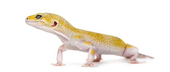 Yellow gecko standing, isolated on white