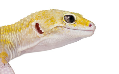 Side close-up of a gecko, isolated on white
