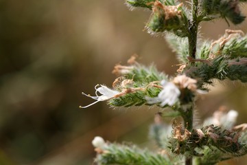 Pale burgloss (Echium italicum)