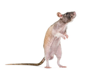Rat on hind legs, isolated on white