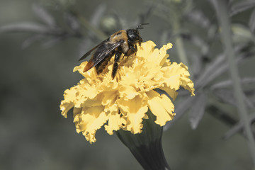 Pastel Marigold and Bee