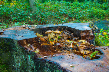 Hallimasch Pilze Sammeln