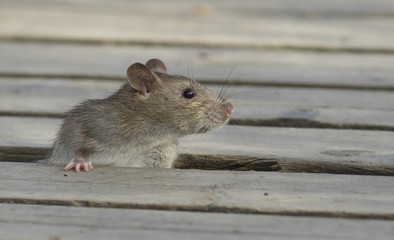 Brown rat