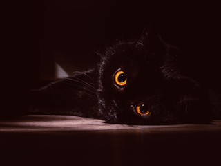 black cat lies on a roll in the dark